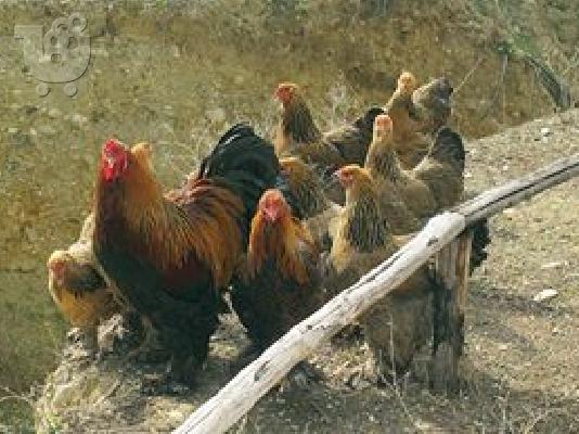 PoulaTo: Πωλούνται αυγά μπράχμα 2 ευρώ το ένα