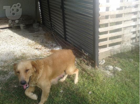 PoulaTo: πωλειται γκολντεν ριτριβερ