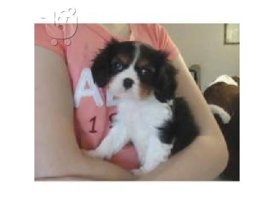 Cavalier King κουτάβια