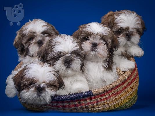 PoulaTo: Shih Tzu