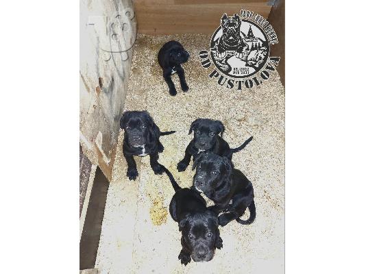 Cane Corso κουτάβια