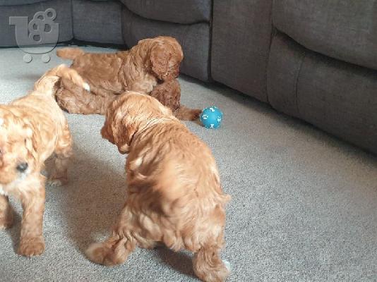 Όμορφα κουτάβια Cavapoo