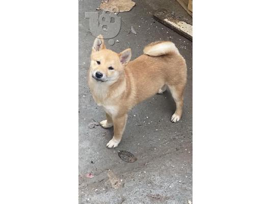 Shiba inu κουτάβια
