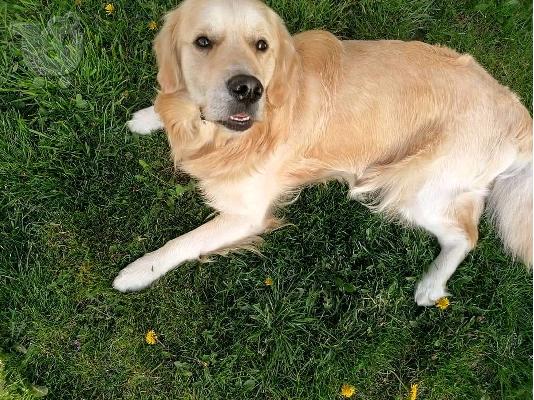 Όμορφα υγιή κουτάβια GODERN RETRIEVER