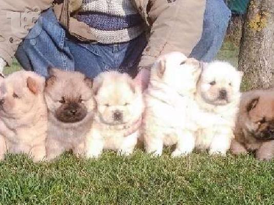 Πώληση Chow Chow