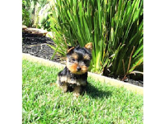 PoulaTo: Yorkshire Terrier Mini