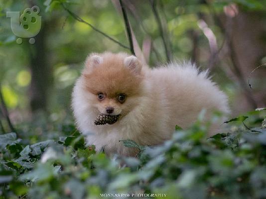 POMERANIAN BOO POPPIES