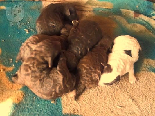 PoulaTo: Lagotto Romagnolo