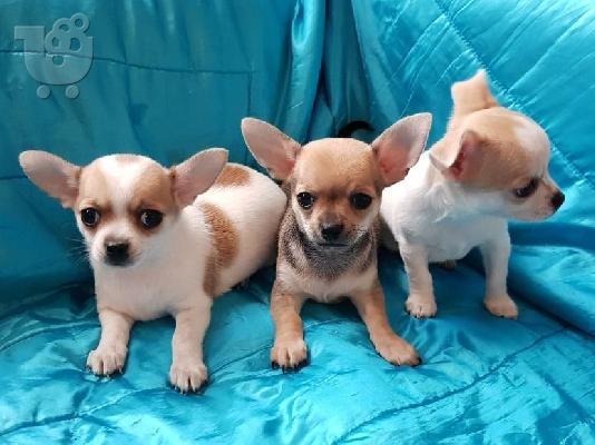 PoulaTo: Chihuahua σκυλιά και κουτάβια προς πώληση