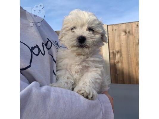 Το αξιολάτρευτο κουτάβι Bichon Maltese είναι πολύ υγιές και παιχνιδιάρικο αγαπά τα παιδιά...
