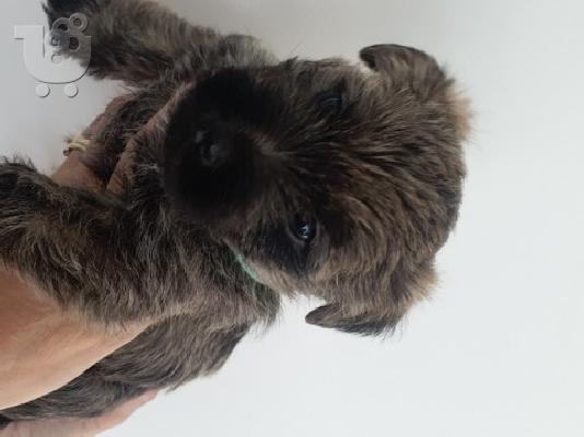 Λατρευτά κουτάβια Cairn Terrier