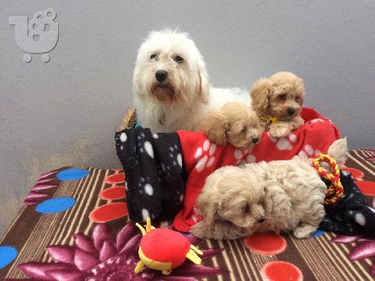 Maltipoo Pups έτοιμα τώρα