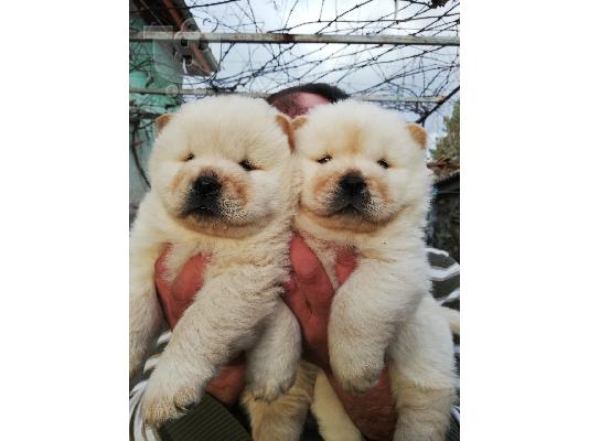 PoulaTo: Διατίθενται μωρά Chow Chow