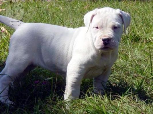 PoulaTo: Dogo Argentino