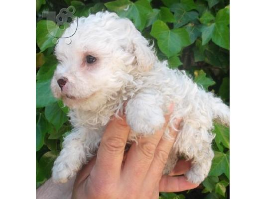 POODLE