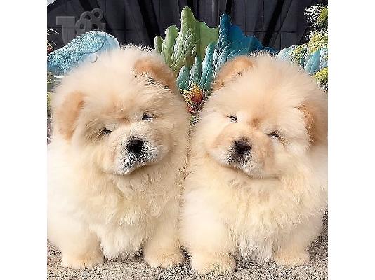 PoulaTo: Υπέροχα κουτάβια Chow Chow