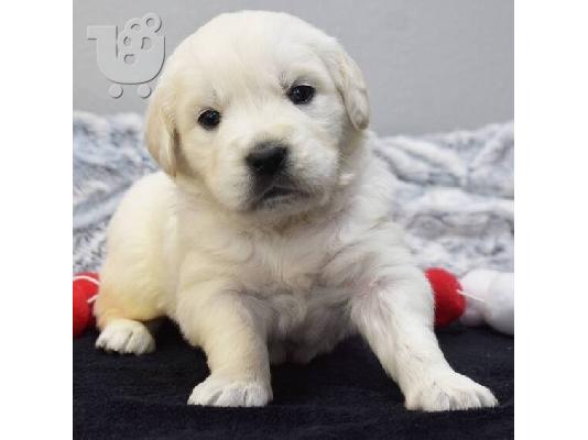 PoulaTo: Οικογενειακά κουτάβια Golden Retriever.