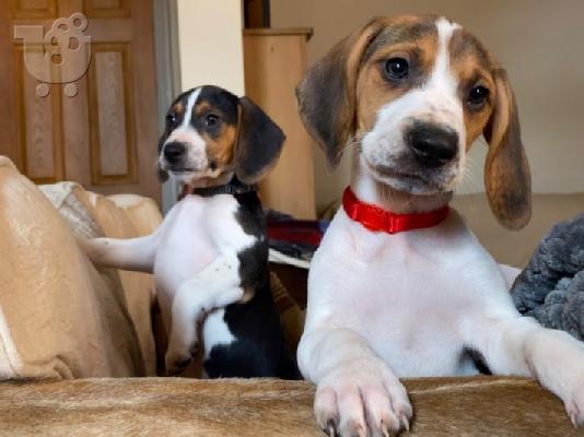 Πανέμορφα εγγεγραμμένα κουτάβια Beagle Kc