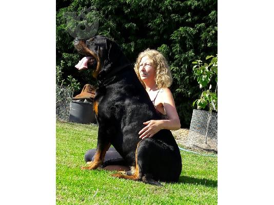 PoulaTo: Χαριτωμένα κουτάβια Rottweiler προς πώληση.