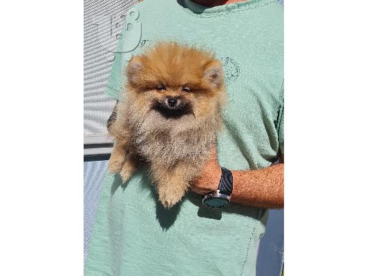 κουτάβια pomsky