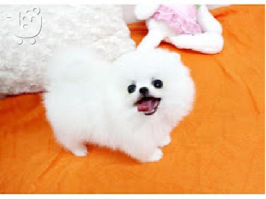 PoulaTo: Σπιτς μινι / pomeranian mini