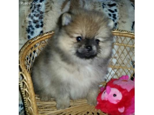 Pomeranian καθαροαιμα 6979314054 αθηνα