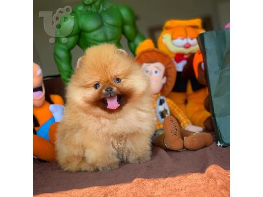 POMERANIAN