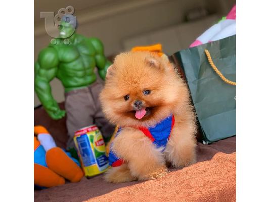 PoulaTo: POMERANIAN