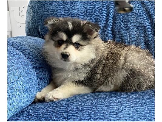 PoulaTo: Αξιολάτρευτα κουτάβια Pomsky προς πώληση.