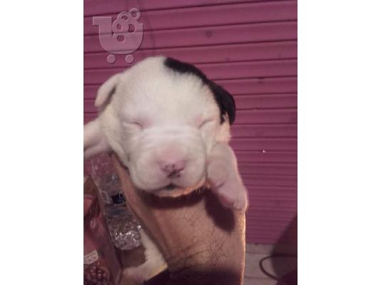 PoulaTo: pit bull arabai aziat