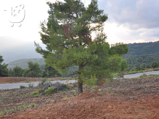 3 Αγροτεμάχια στη Σέτα Ευβοίας