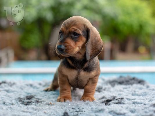 Dachshund κουτάβια προς πώληση