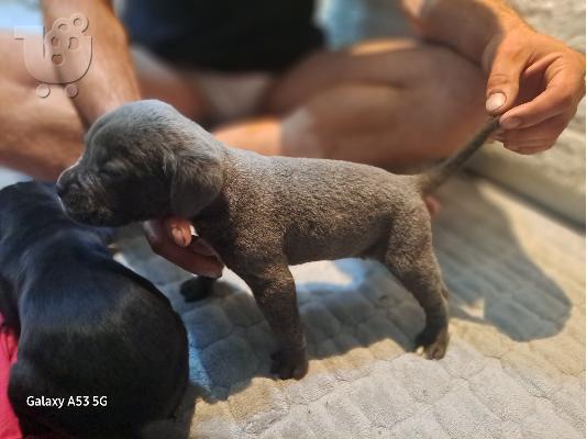 Cane Corso κουτάβια