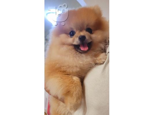 Pomeranian Spitz κουτάβια