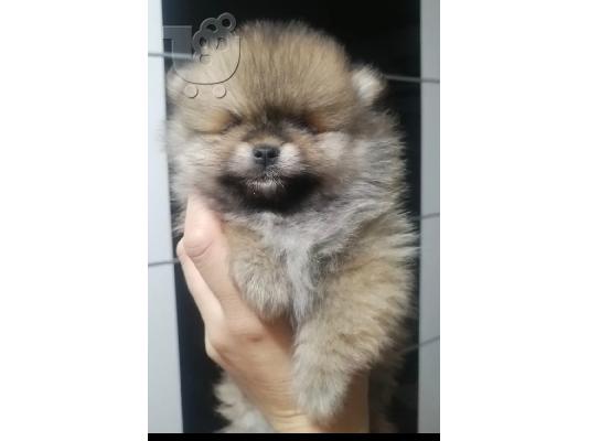 Pomeranian Spitz κουτάβια