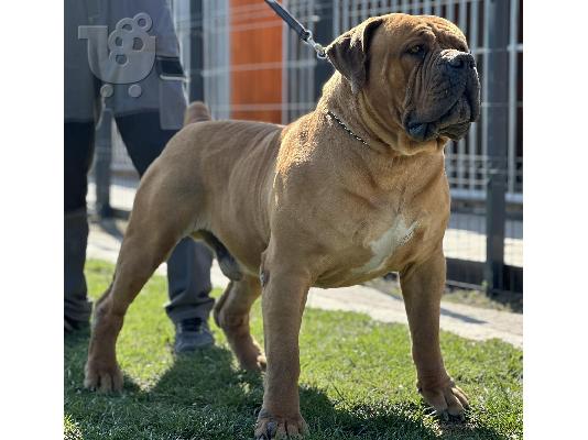 Νοτιοαφρικανικό Mastiff - Boerboel κουτάβια
