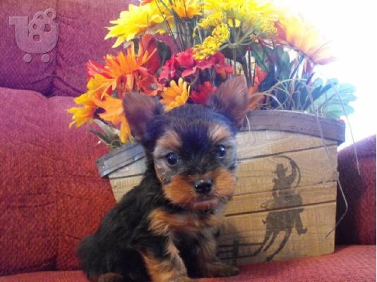 καθαρόαιμα κουτάβια Yorkie για Χριστούγεννα