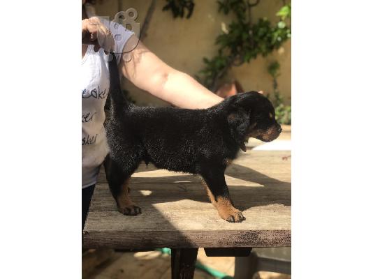 Κουτάβι rottweiler με pedigree