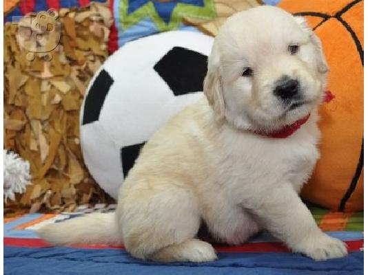 PoulaTo: Εκπληκτικά Golden Retriever κουτάβια