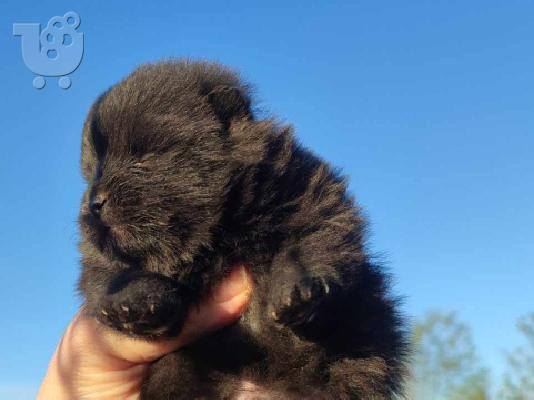 PoulaTo: Pomeranian Spitz κουτάβια