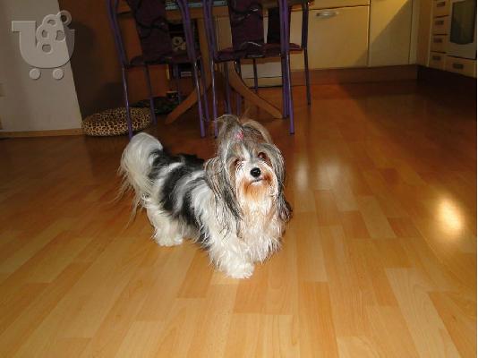Χαριτωμένο καθαρόαιμο κουτάβι biewer yorkshire terrier