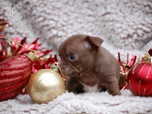 PoulaTo: 2 Όμορφη Lilac / Choc Ομαλή Coat Τσιουάουα Pups ΓΙΑ XMASS