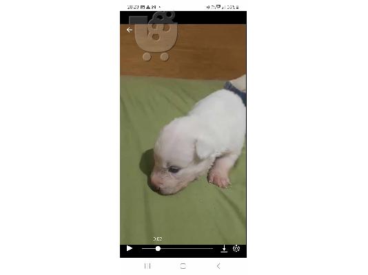 Καθαρόαιμα σιβηρικά χάσκι