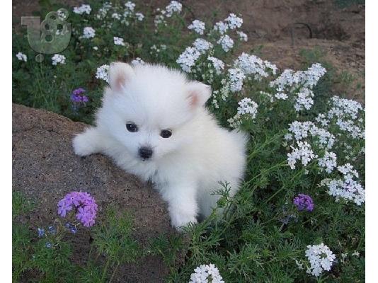 PoulaTo: Spitz mini