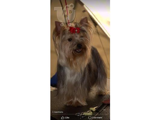 Κουτάβια Mini Yorkshire terrier