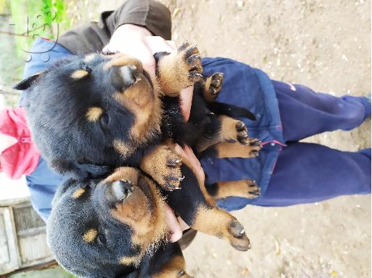 PoulaTo: Πωλούνται Rottweiller
