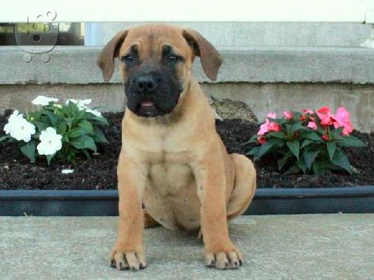 PoulaTo: Boerboel