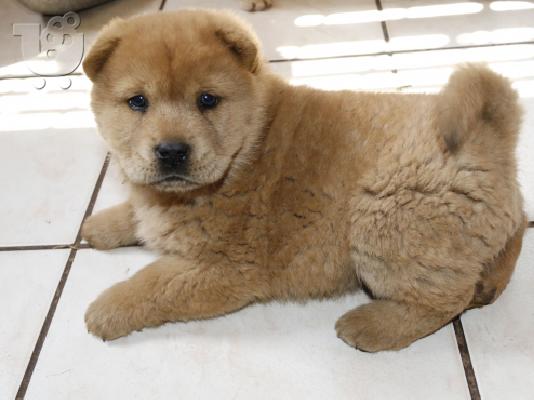 PoulaTo: Υγιή κουτάβια Chow Chow