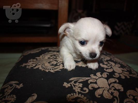 PoulaTo: Lovely Chihuahua Puppies for Sale,