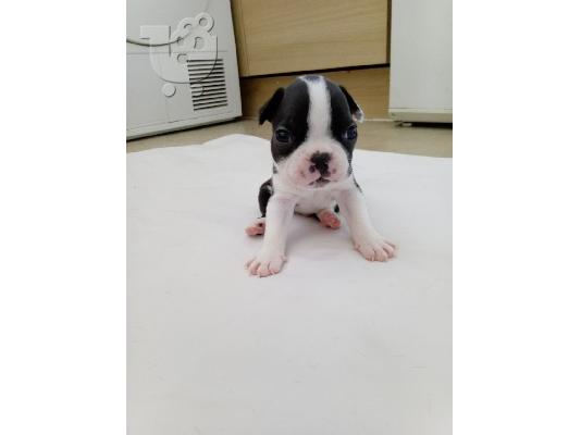 Lovely Boston Terrier Pups kontaktirajte me preko (whatsapp 32460219218) ili (viber 237679...